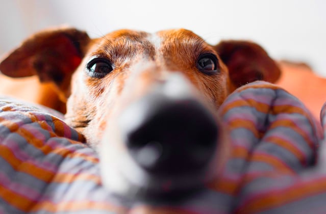 A close up image of a Greyhound in bed.