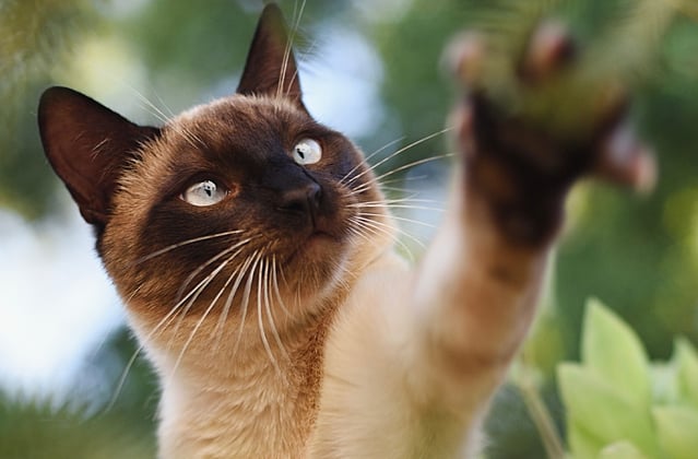 A Siamese cat reaching for a branch.