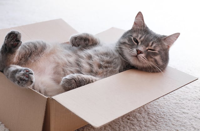 A cat laying on its back in a box.