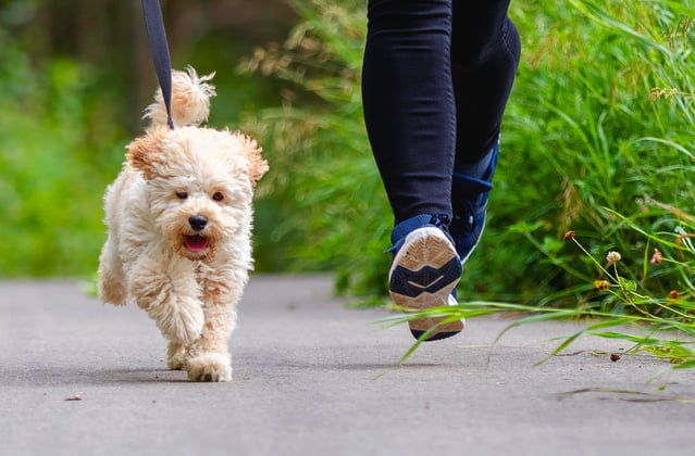 a maltipoo running with their owner outdoors.