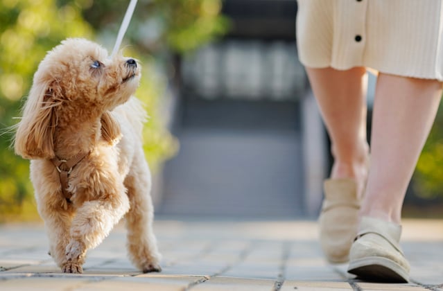 A maltipoo being walked on a sunny day.