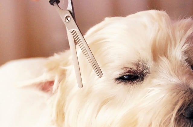 Westie getting a hair cut