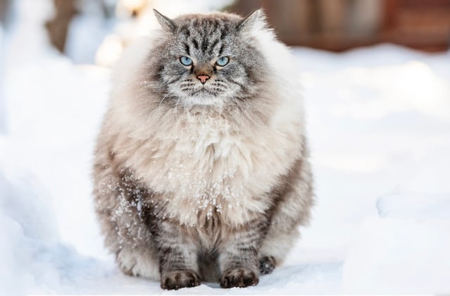A big fluffy siberian cat sitting in the snow.