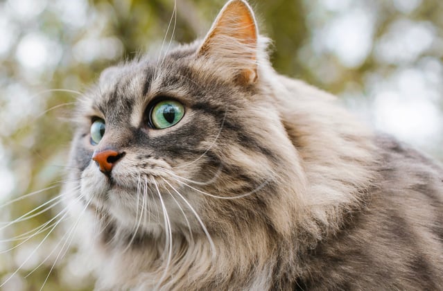 A siberian cat with large eyes looking into the distance.