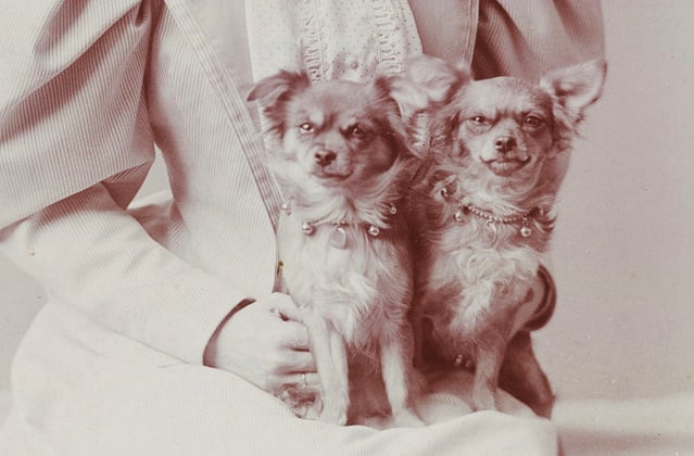 An old-fashioned photo of two Chihuahuas sitting on someone's knee.