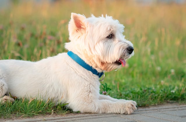 West Highland White Terrier with blue collar lying on grass next to pavement