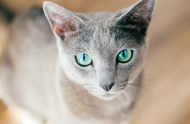 A russian blue staring intently at the camera.