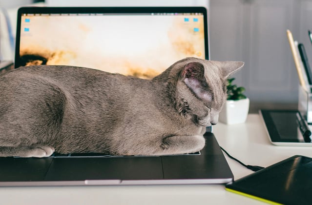 A russian blue asleep on a laptop.