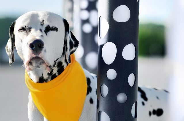 Dalmatian wearing yellow scarf standing next to black and white spotted poles