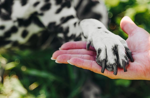 Dalmatian's paw on owner's hand