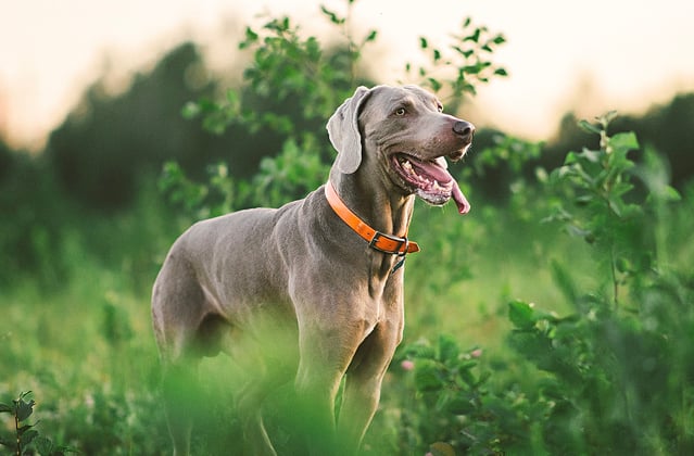 A weimaraner among tall green grass.