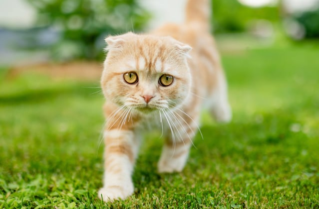 A scottish fold walking on grass.