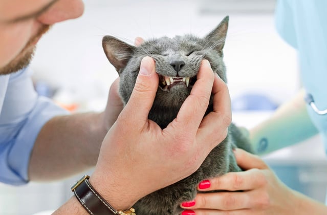 A russian blue having its teeth checked by two vets.