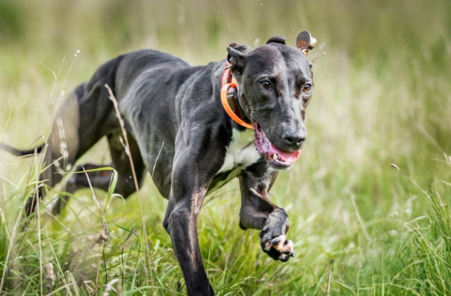 A black lurcher running through grass.