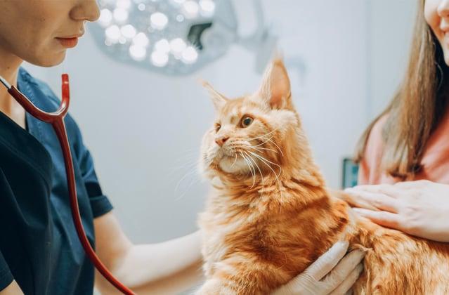 Ginger cat being checked by the vet