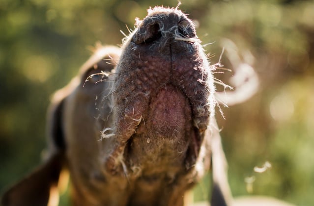 A close up of the nose and snout of a weimaraner.