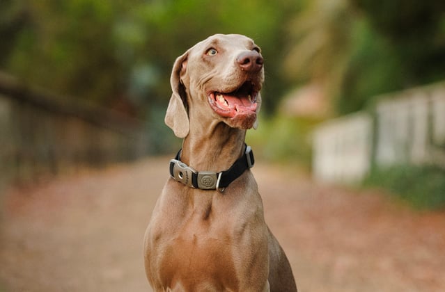 A weimaraner happily sitting on a path.