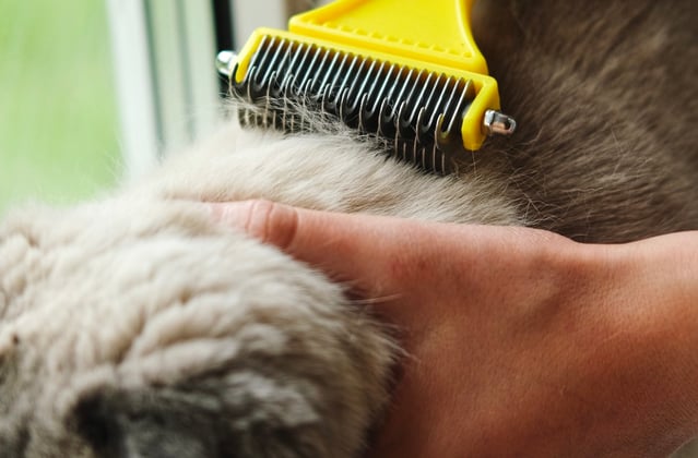 A scottish fold cat being brushed.