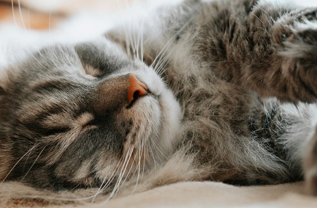 A siberian cat asleep on its side looking peaceful.