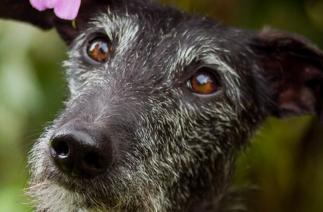 A black lurcher with a grey muzzle sitting in purple flowers.
