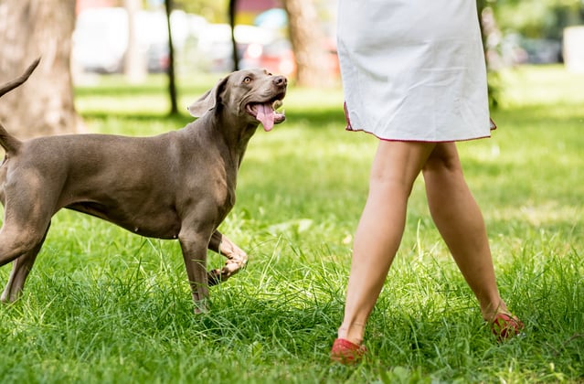 A weimaraner happily trotting alongside its owner in the park.