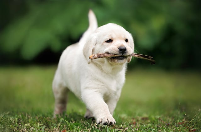 A labrador puppy happily walking with a stick in its mouth.
