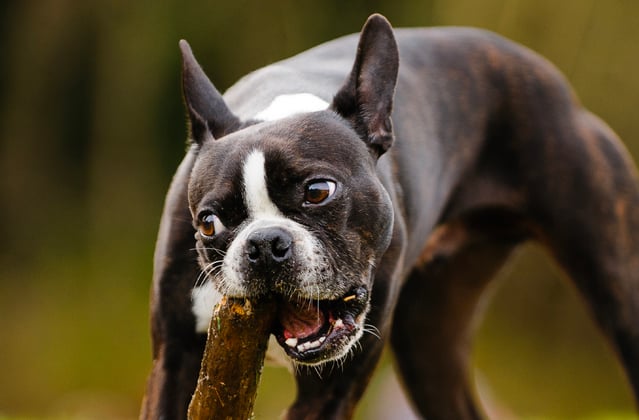 A boston terrier chewing on a large stick.