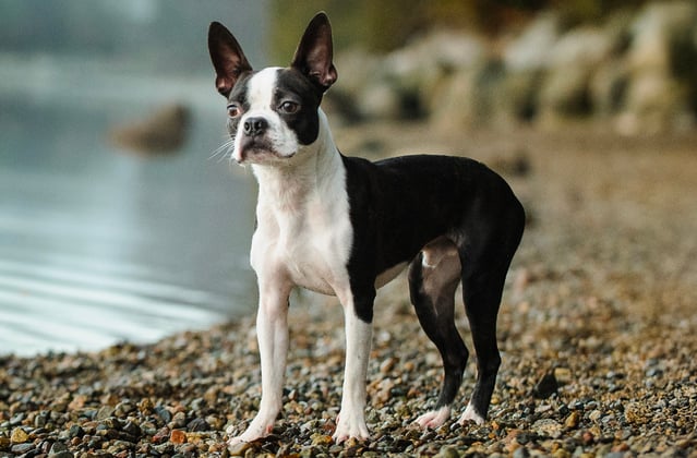 A boston terrier standing next to the sea.