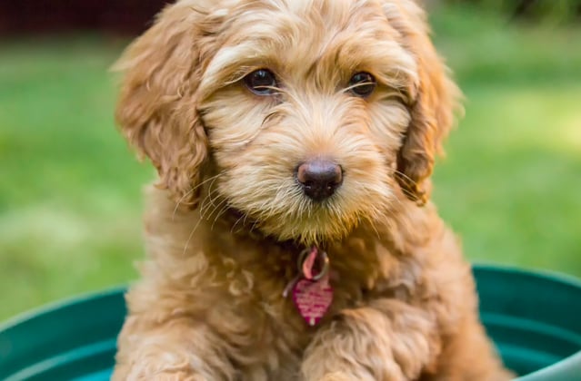 A young goldendoodle sitting in a green barrel.