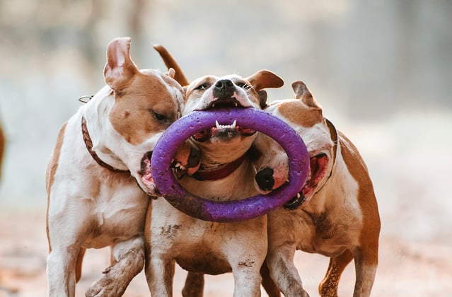 Four staffordshire bull terriers playing with a plastic ring.