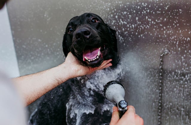 A black Labrador Retriever being sprayed with shampoo and water by a dog groomer