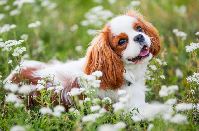 White and orange King Charles Spaniel sitting in long grass and flowers