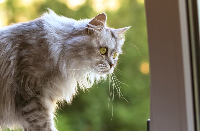 A cat looking out of the window.