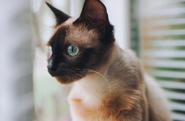 A Siamese cat sat down next to window blinds.