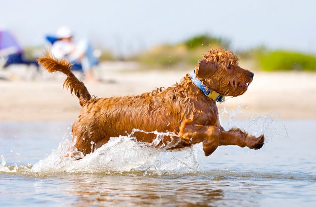 A goldendoodle running through shallow water at the beach.