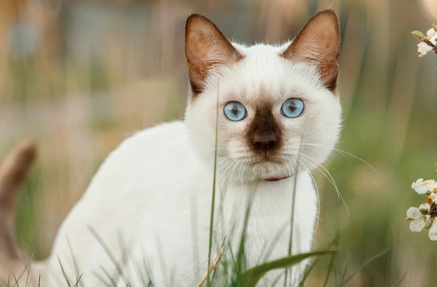 A Siamese kitten sitting next to white blossom.