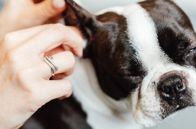 A boston terrier having its ears cleaned.
