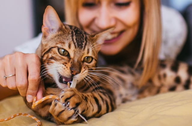 A bengal cat chewing on a cat toy held by its owner.