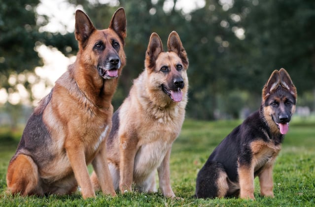 A group of German Shepherds lined up together sitting in a park.