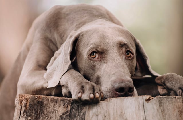 A weimaraner resting its head on a tree stump.