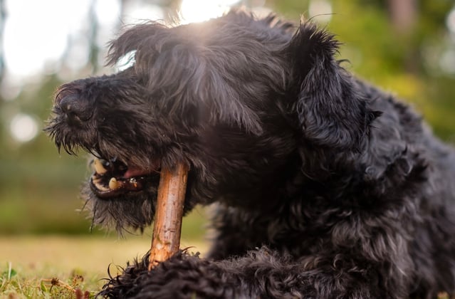 A miniature schnauzer chewing on a stick.