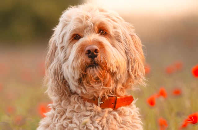 A goldendoodle surrounded by red flowers.