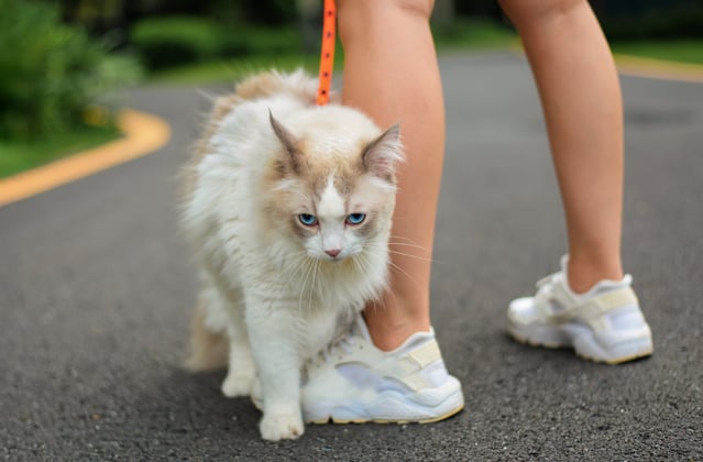 A ragdoll wearing a harness outdoors.