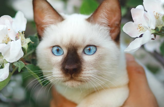 A white Siamese cat poking out of white flowers.