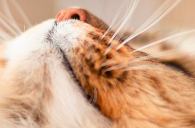 A close up of the nose of a siberian cat.