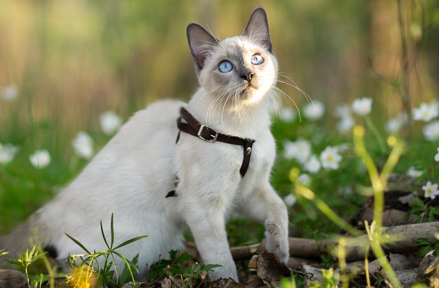 A grey coloured Siamese cat sitting outdoors in a forest.