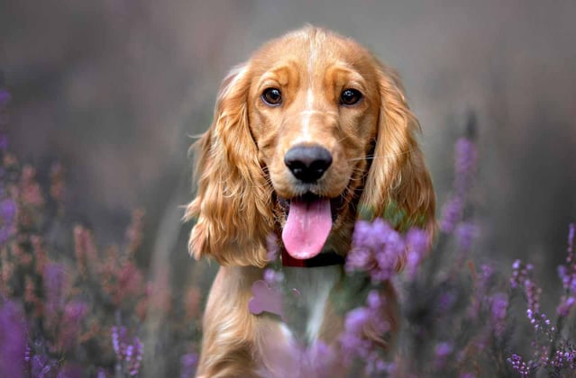 A Cocker Spaniel looking out over the top of some purple lavender plants.