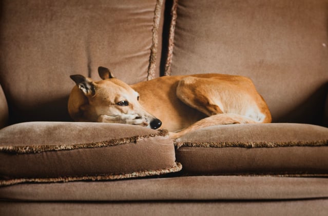 A Lurcher sleeping on a soul.