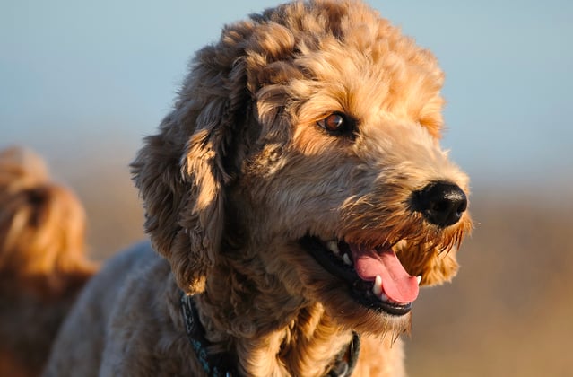 A goldendoodle in a field lit up by the low sun.