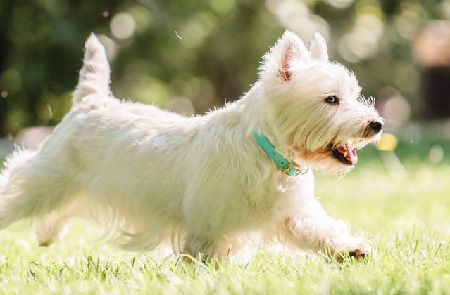 Westie trotting in the grass